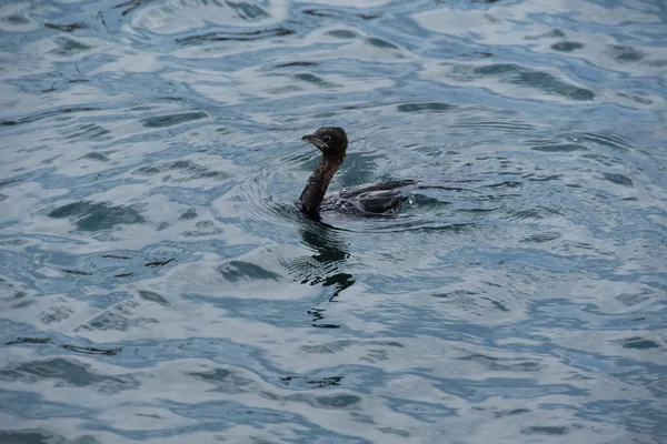 Eine Dunkle Gans Schwimmt Wasser — Stockfoto