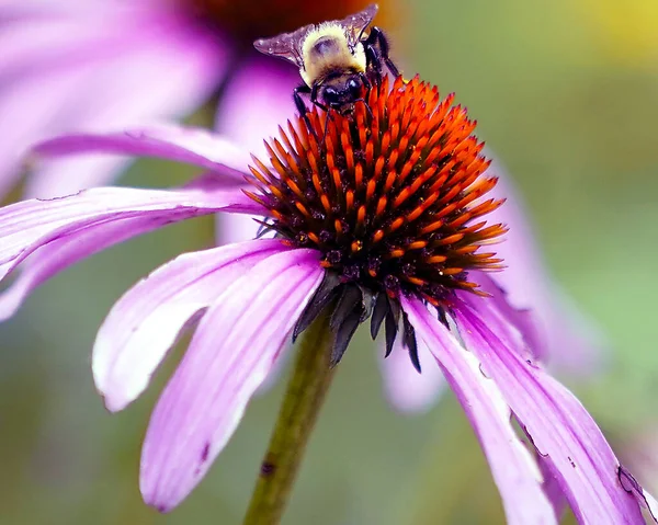 Selektywny Ogniskowanie Pszczoła Zbierająca Pyłek Purpurowym Echinacea Kwiat — Zdjęcie stockowe