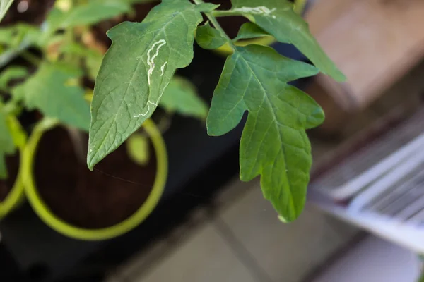 Primer Plano Una Planta Maceta Verde — Foto de Stock