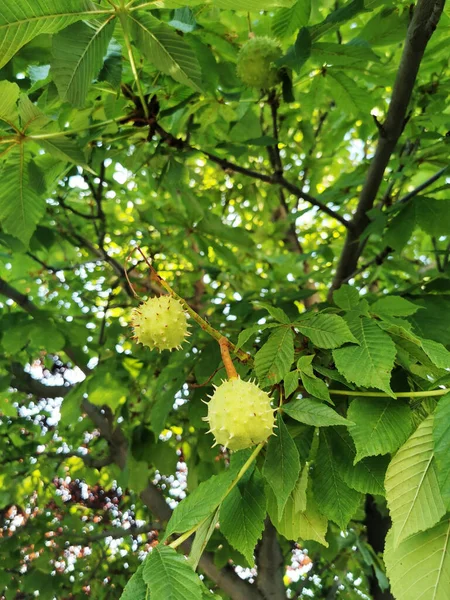 Detailní Záběr Kvetoucí Rostliny Aesculus — Stock fotografie