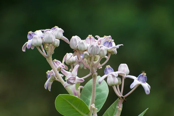 Een Closeup Van Prachtige Vlinder Bush Bloemen — Stockfoto