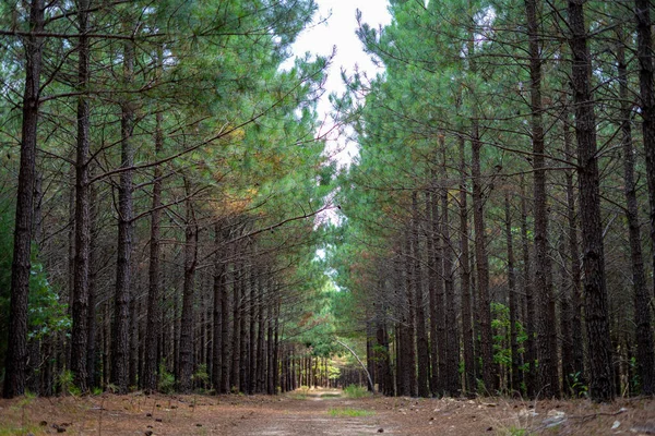 Lynchburg États Unis Juil 2021 Une Forêt Luxuriante Pins Verts — Photo