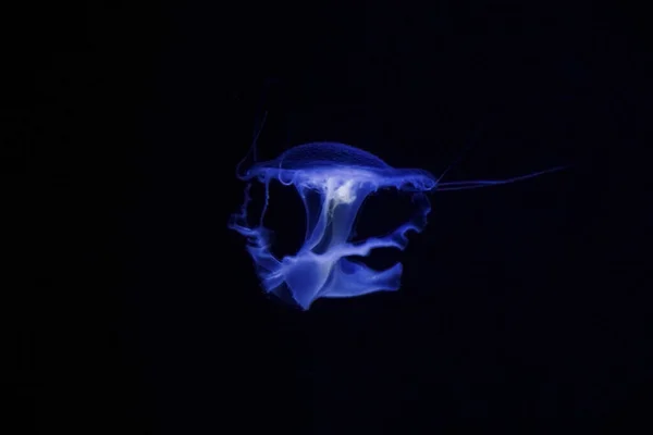 Una Medusa Púrpura Iluminada Nadando Agua Oscura — Foto de Stock
