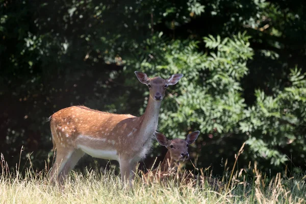 Uma Bela Família Veados Parque — Fotografia de Stock