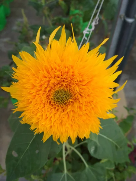 Een Close Shot Van Een Helder Gele Helianthus Zonnebloem — Stockfoto