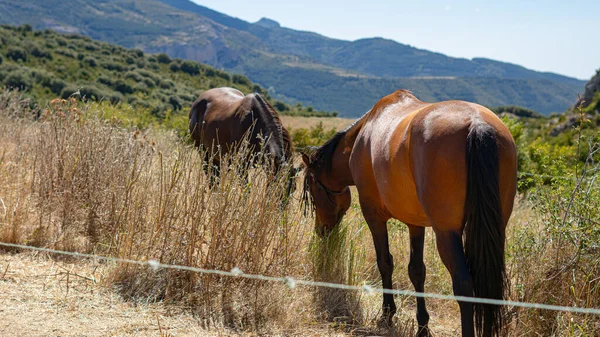 Μια Θέα Των Όμορφων Αλόγων Στην Κοιλάδα — Φωτογραφία Αρχείου