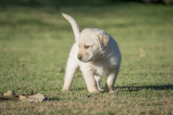 Close Filhote Cachorro Bonito Labrador Amarelo Grama — Fotografia de Stock