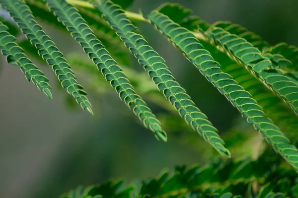 Fokus Selektif Dari Daun Phyllanthus Hijau — Stok Foto