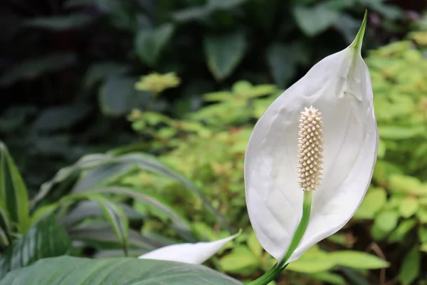 Ένα Κοντινό Πλάνο Ενός Λευκού Άνθους Calla Spathiphyllum Που Αναπτύσσεται — Φωτογραφία Αρχείου