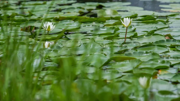 Detailní Záběr Leknínů Jezeře — Stock fotografie