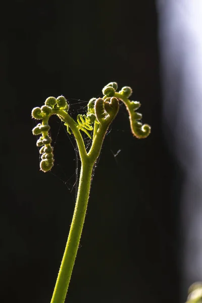 Tiro Vertical Uma Planta Exótica Coberta Teias Aranha Capturadas Floresta — Fotografia de Stock