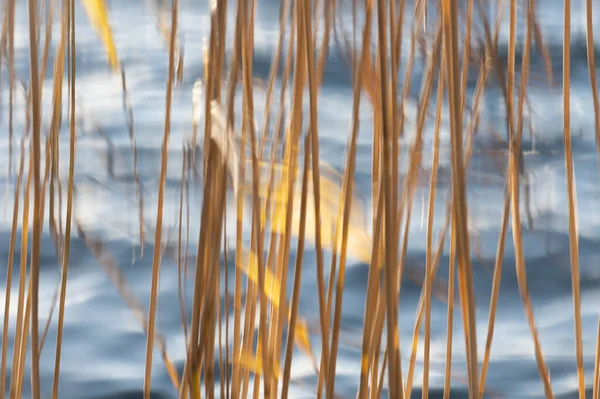 Tiro Desfocado Plantas Finas Meio Lago — Fotografia de Stock