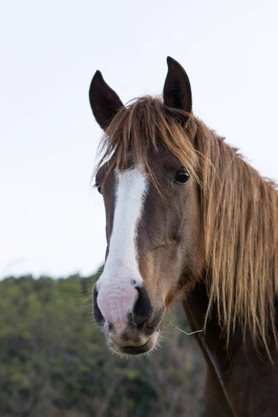 Close Vertical Cavalo Marrom Com Uma Faixa Branca Seu Rosto — Fotografia de Stock
