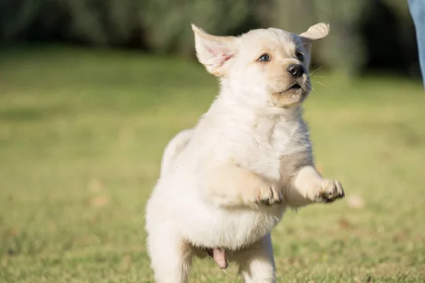 Closeup Cute Playful Yellow Labrador Puppy — Stock Photo, Image