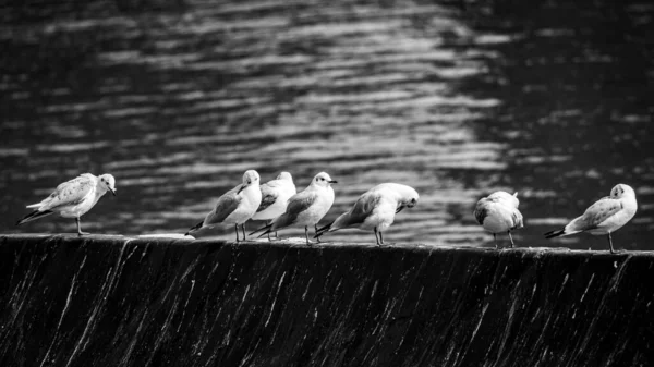 Troupeau Mouettes Perchées Sur Quai Bord Lac — Photo