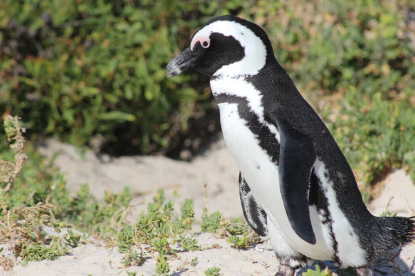 Egy Afrikai Pingvin Közelsége Homokban Napfény Alatt Homályos Háttérrel — Stock Fotó
