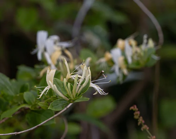 Een Close Van Kamperfoelie Bloemen Geselecteerde Focus — Stockfoto