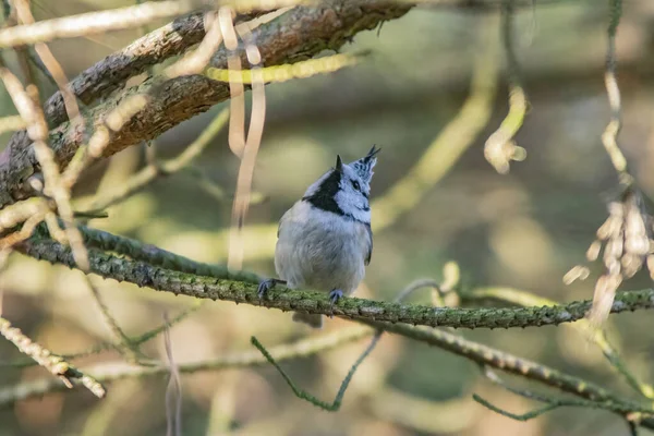 Crested Tit Perched Branch — 图库照片