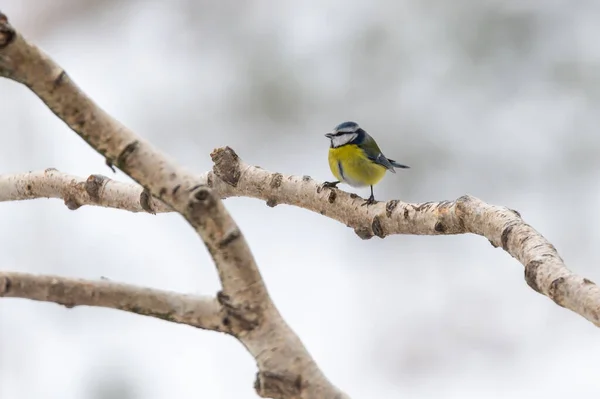 Selective Focus Shot Great Tit Perched Branch — Φωτογραφία Αρχείου