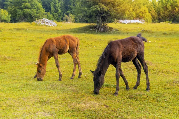 Dwa Brązowe Konie Pasące Się Polu — Zdjęcie stockowe