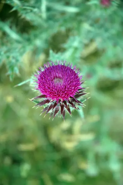 Primer Plano Vertical Una Hermosa Flor Cardo Púrpura Campo — Foto de Stock