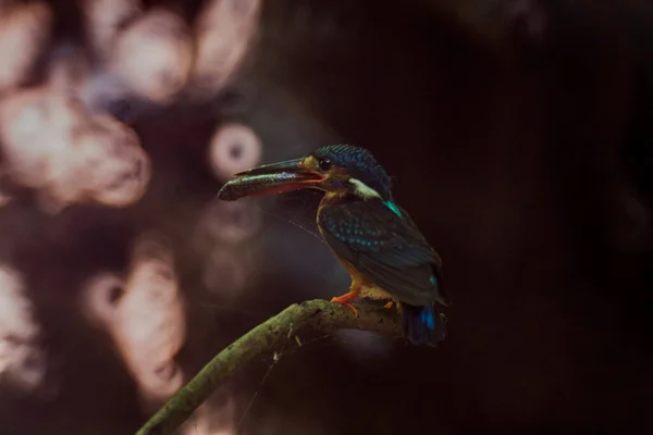 Избирательный Фокус Common Kingfisher Дереве — стоковое фото