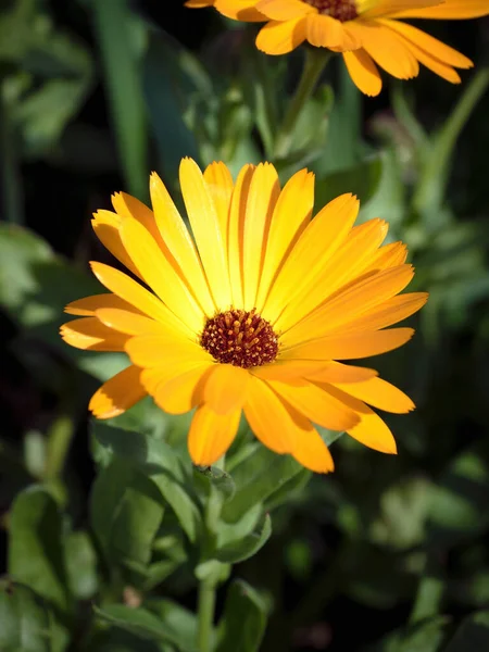 Вид Pot Marigold Calendula Officinalis Flower — стоковое фото
