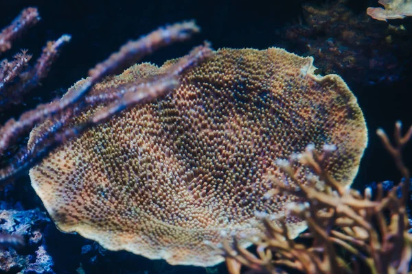 水族館の魚のクローズアップ — ストック写真