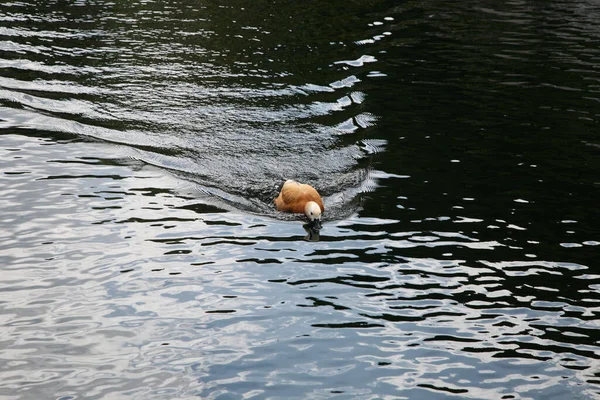 Μια Πάπια Που Κολυμπάει Στο Λαμπερό Νερό Μιας Λίμνης — Φωτογραφία Αρχείου