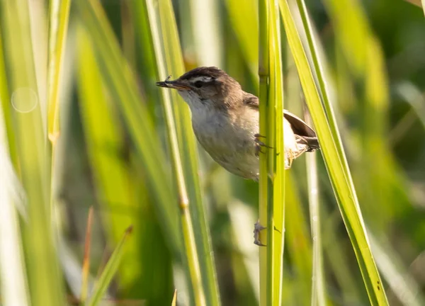 Primer Plano Acrocephalus Warbler Tallo Planta —  Fotos de Stock