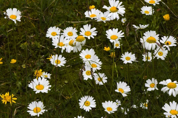 Closeup Shot Chamomile Small Flowers White Petals — Stock Photo, Image