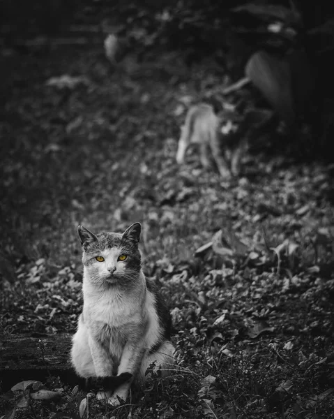 Huysuz Bir Kedinin Dikey Gri Tonlu Görüntüsü — Stok fotoğraf
