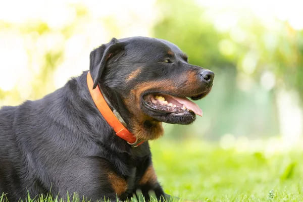 Closeup Domestic Rottweiler Lying Ground Park Sunlight — Stock Photo, Image