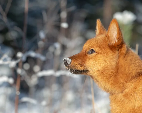 Closeup Finnish Spitz Puppy Standing Boreal Forest Winter Day — Stock Photo, Image