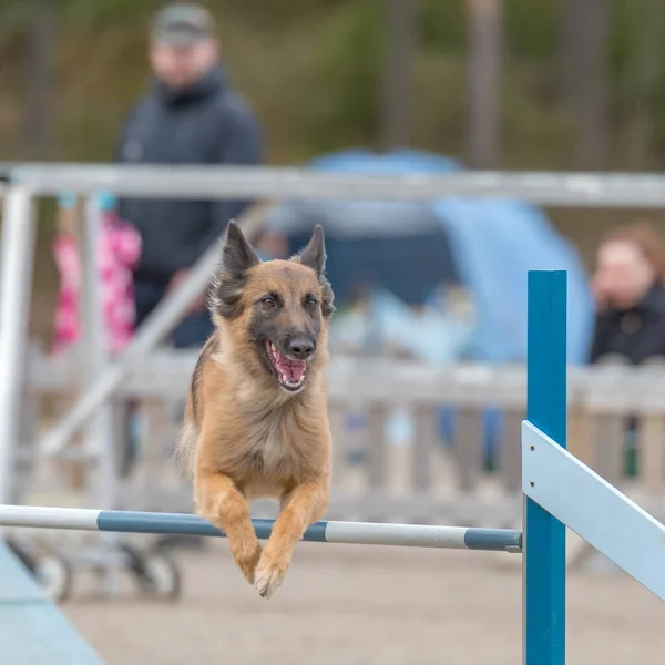 Berger Belge Tervuren Saute Par Dessus Obstacle Dans Une Compétition — Photo