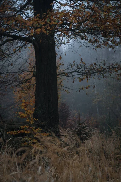 Ein Düsterer Dichter Wald Einem Nebligen Tag — Stockfoto
