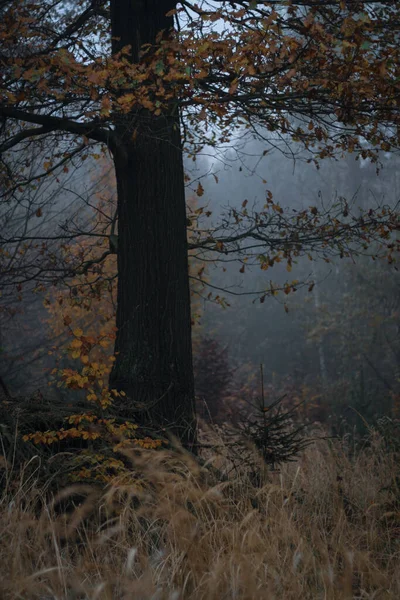 Dyster Tät Skog Dimmig Dag — Stockfoto