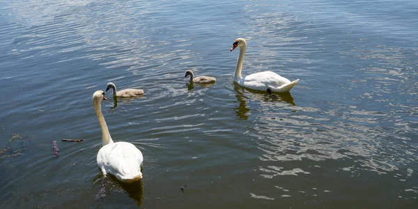Family Swans Swimming Pond — Stock Photo, Image