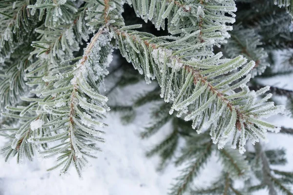 Närbild Skott Gran Grenar Med Frost Toppen — Stockfoto