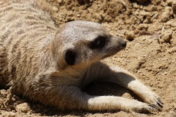 Une Mangouste Allongée Sur Sable Regardant Côté — Photo