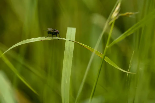 绿叶上苍蝇的宏观镜头 — 图库照片