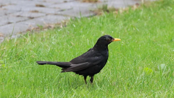 草の上に黒い鳥のクローズアップショット — ストック写真