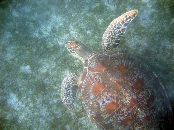 Una Hermosa Tortuga Marina Bajo Agua — Foto de Stock