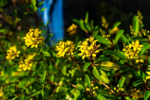 Hermosa Flor Amarilla Galphimia Gracilis Flowe —  Fotos de Stock
