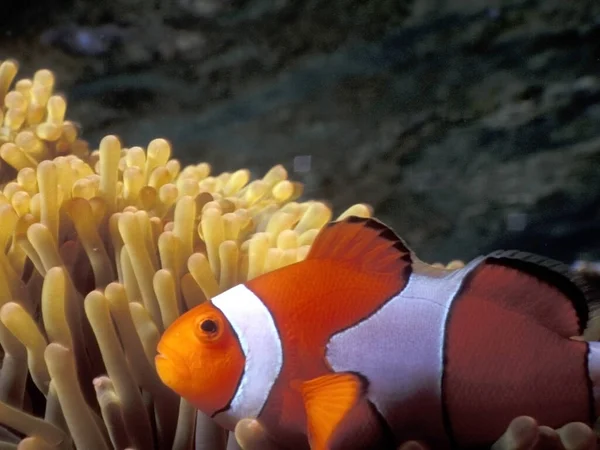 Una Hermosa Toma Escena Submarina — Foto de Stock