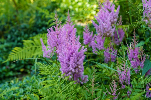 Tiro Foco Seletivo Bela Natureza Com Plantas Flores Lavanda Dia — Fotografia de Stock