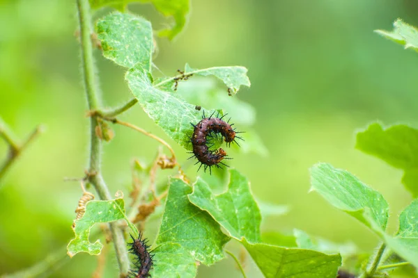 绿色植物上毛毛虫的特写镜头 — 图库照片