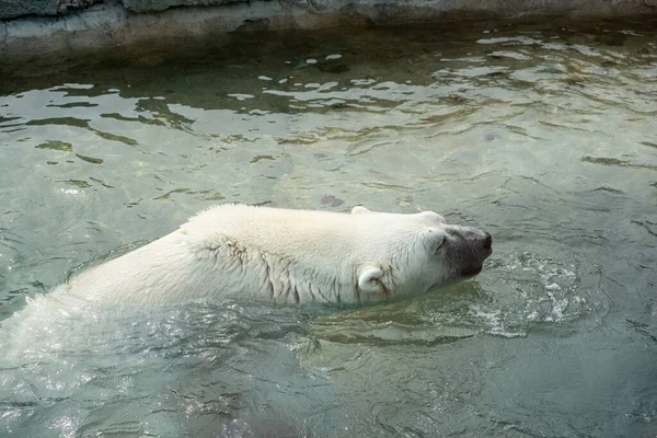 一只巨大的北极熊在冰冷的水中游泳的高角镜头 — 图库照片