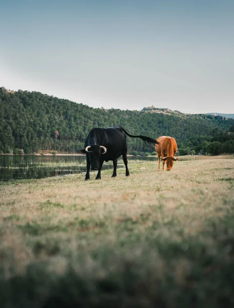 フィールド内の雄牛の垂直ショット — ストック写真