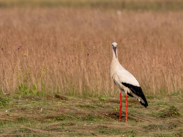 Une Cigogne Blanche Marchant Sur Une Prairie — Photo